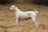 DOGUE ARGENTIN 083